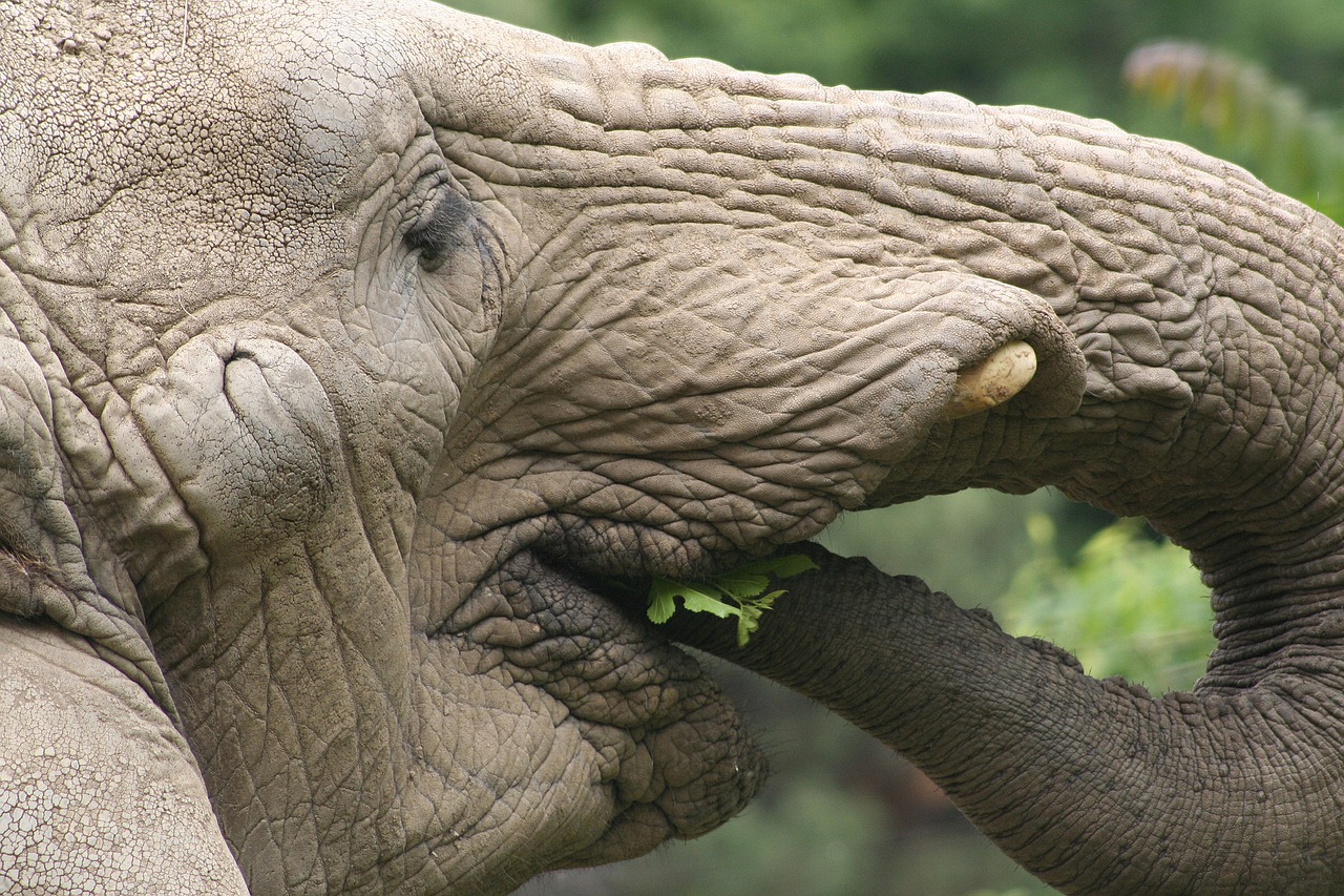 elephant eating africa free photo