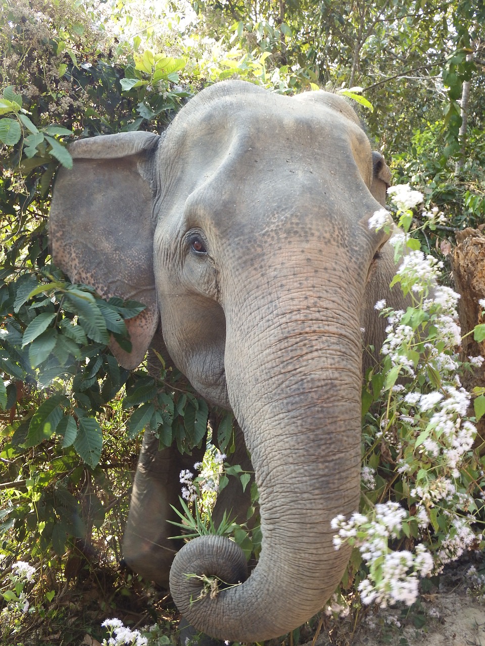 elephant thailand animals free photo