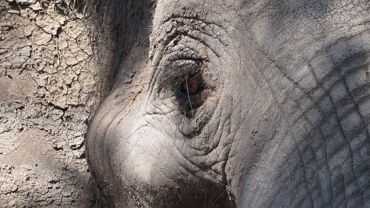 elephant eye africa free photo