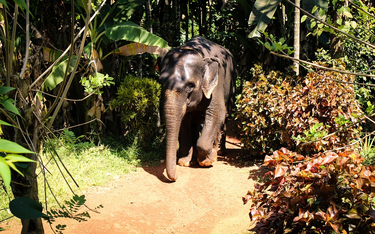 elephant animal forest free photo