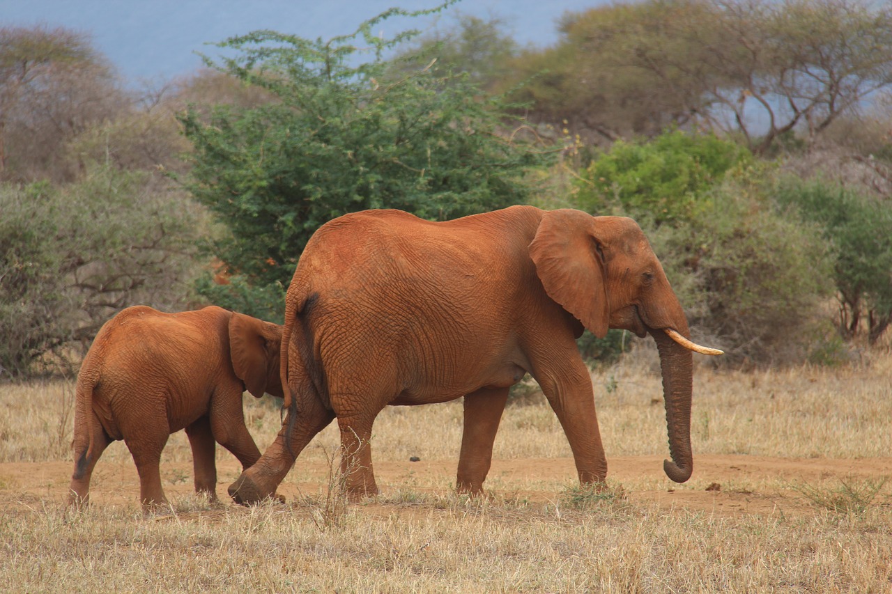 elephant safari kenya free photo
