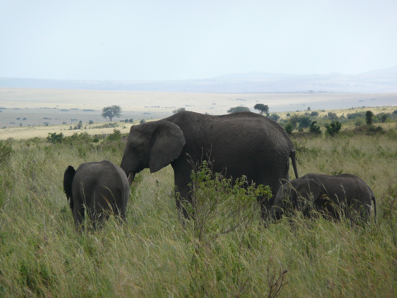 elephant kenya masai free photo