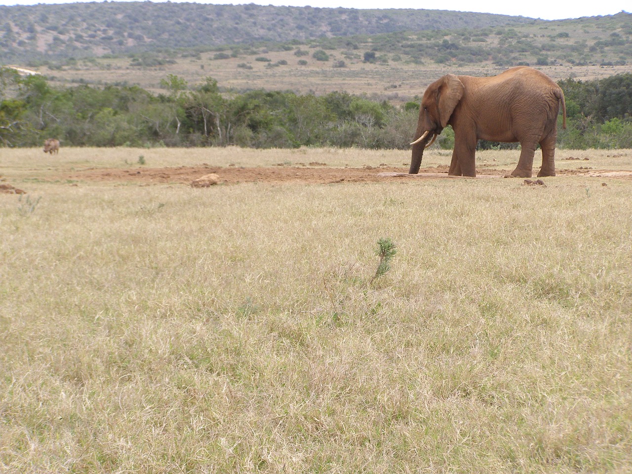 elephant drinking safari free photo