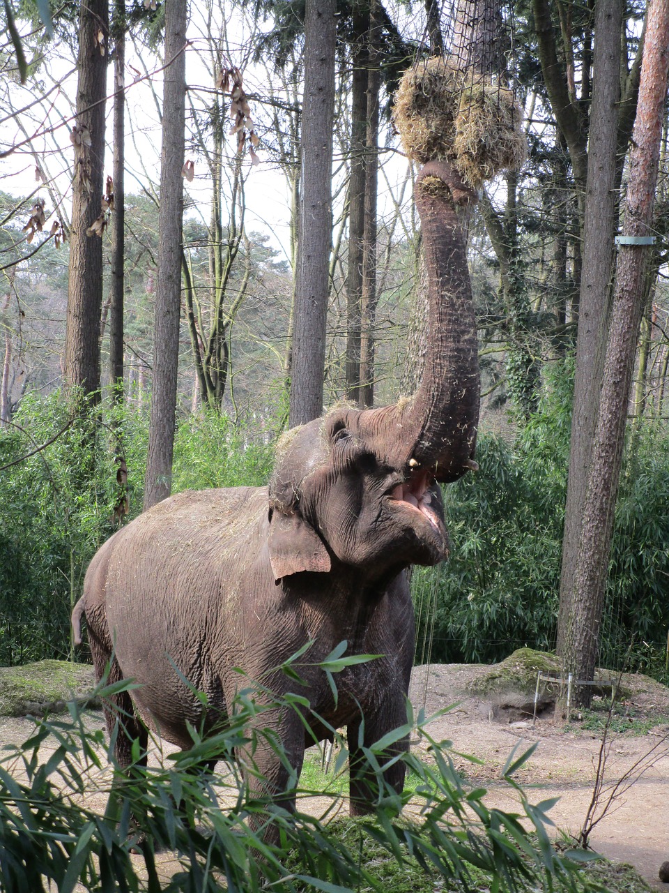 elephant eats zoo free photo