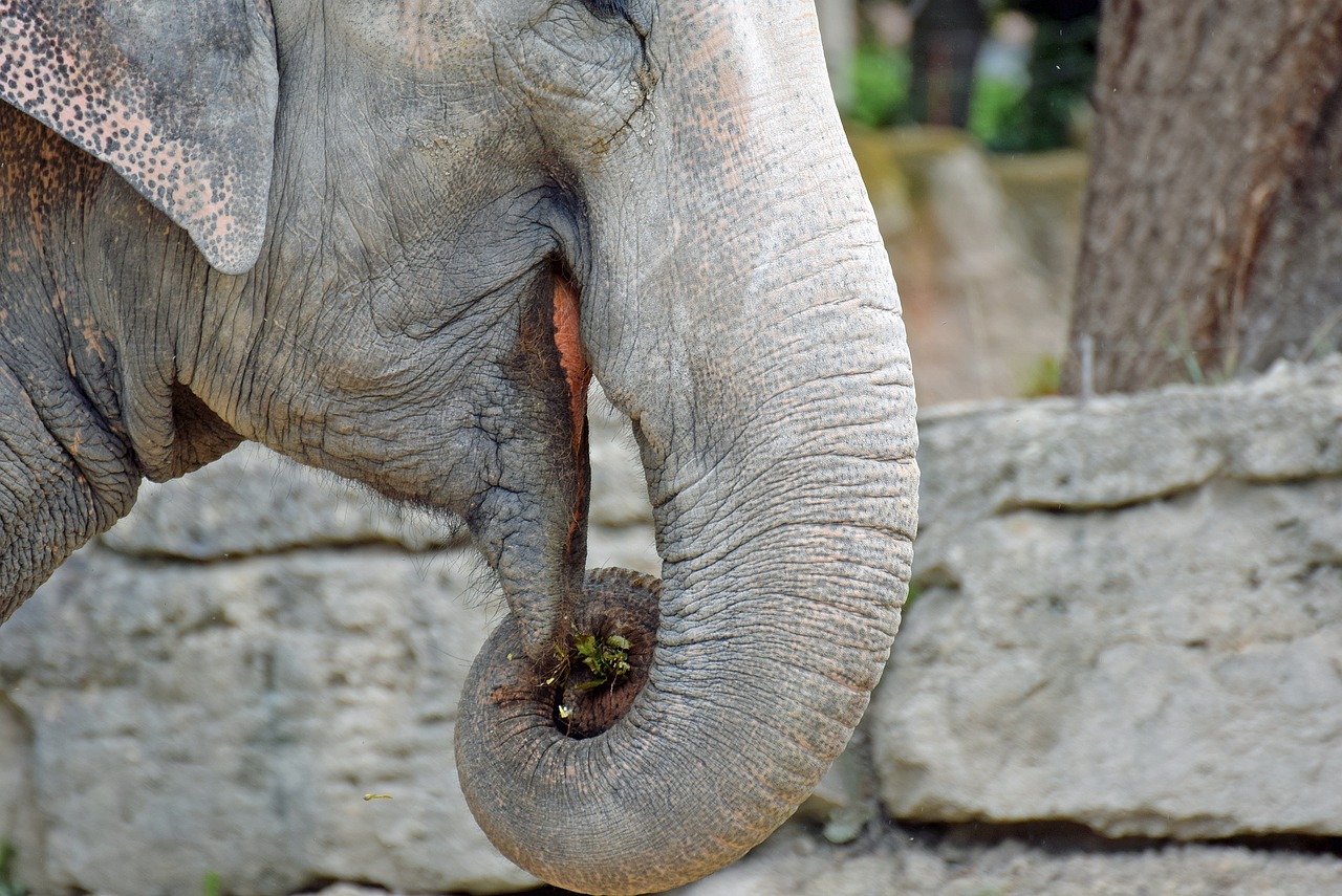 elephant animal proboscis free photo