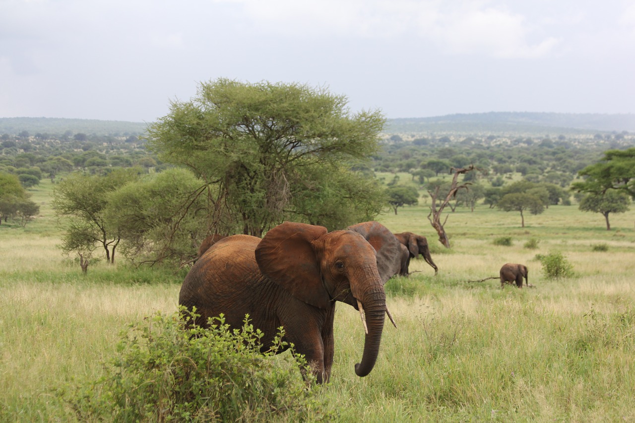 elephant africa tanzania free photo