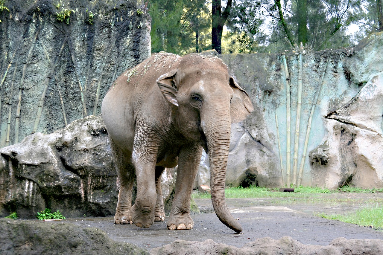 elephant zoo walk free photo