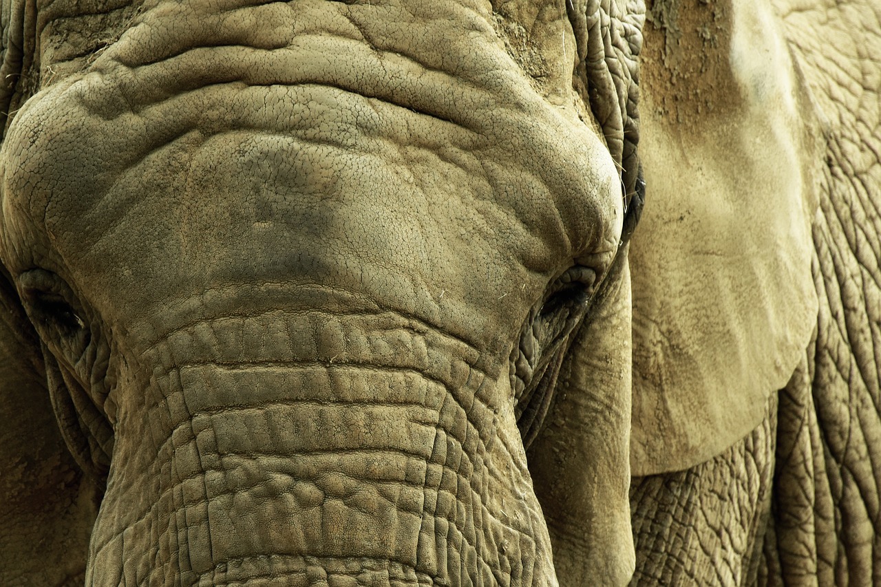 elephant savannah africa free photo