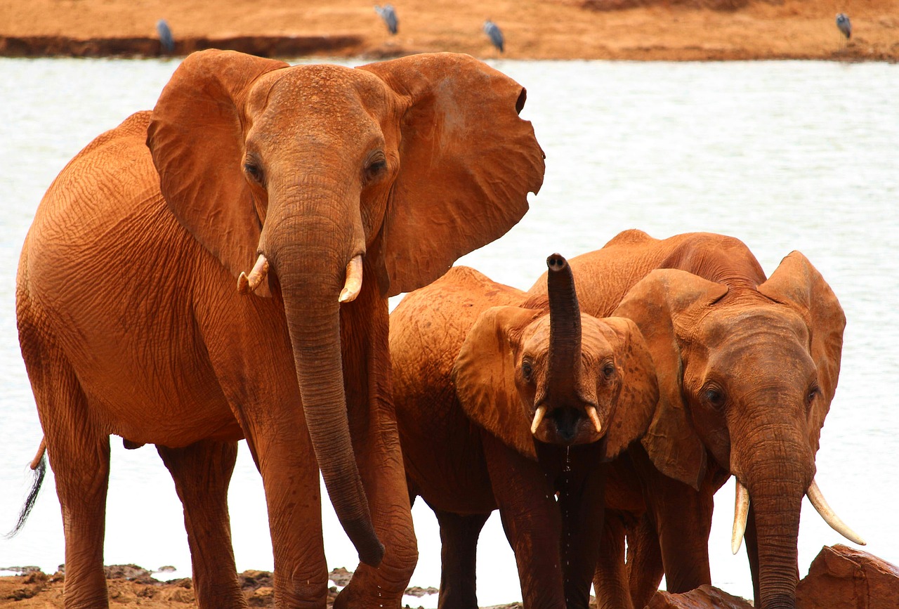 elephant safari africa free photo