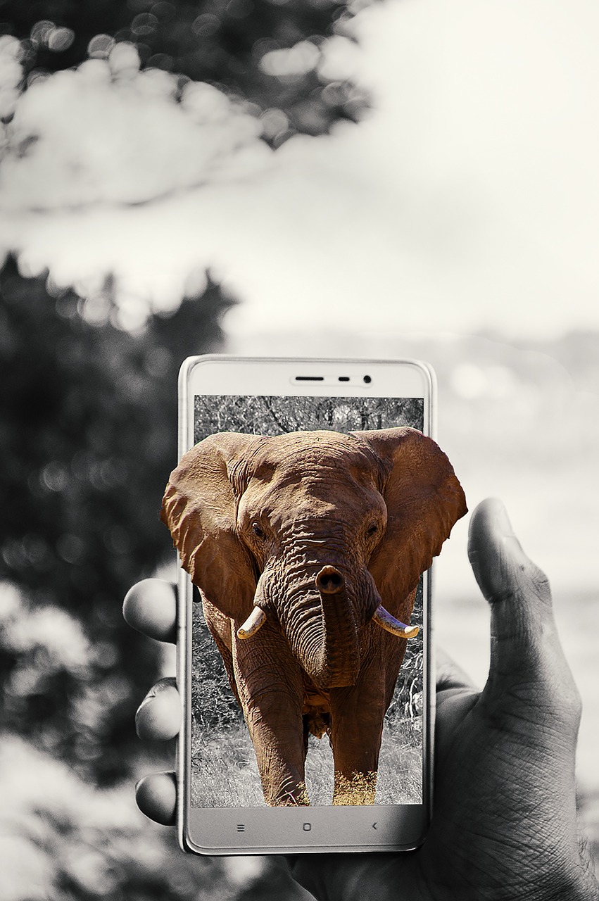 elephant wild africa free photo