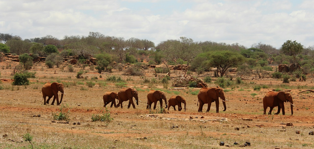elephant africa safari free photo