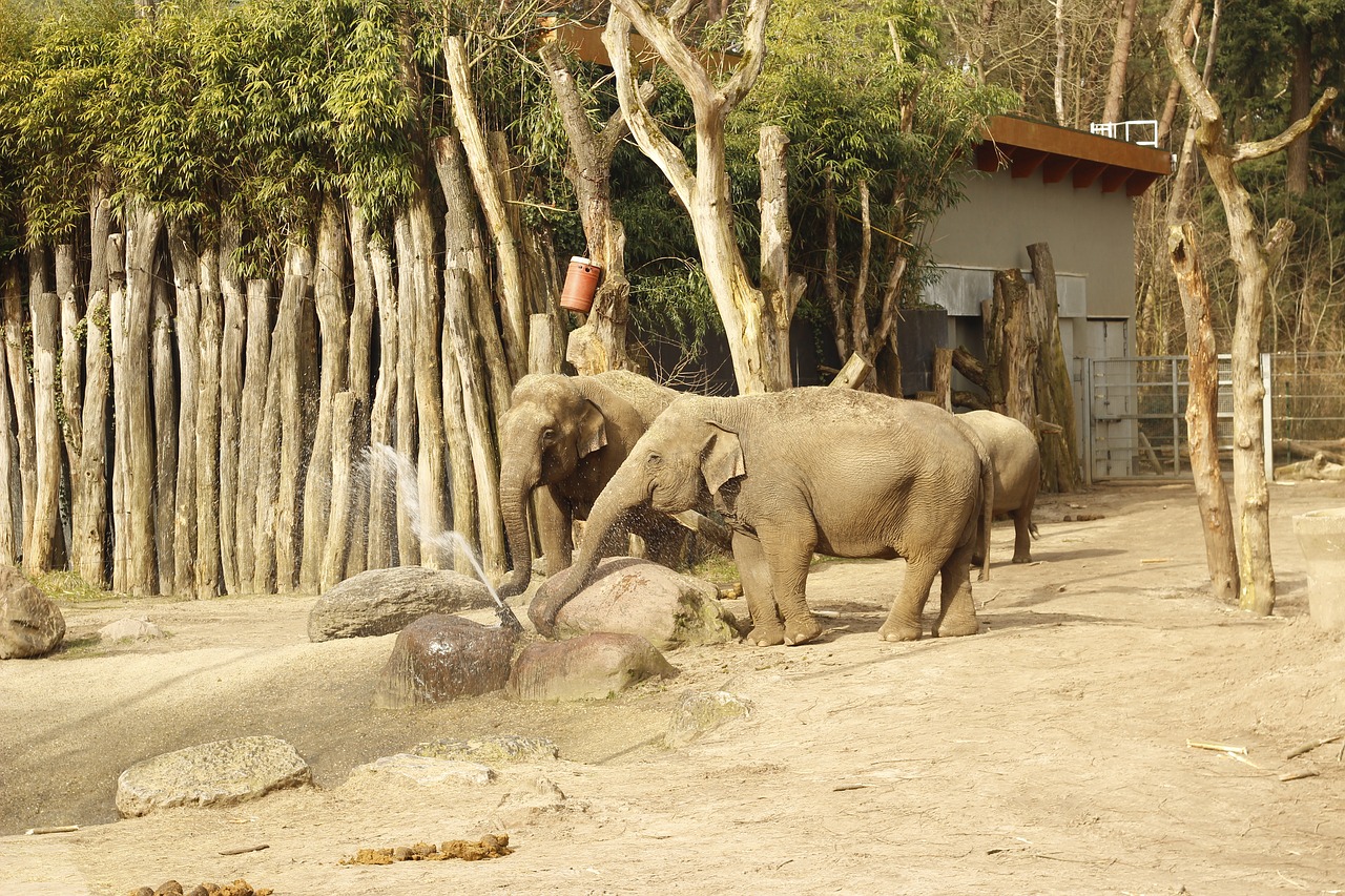 elephant water play free photo