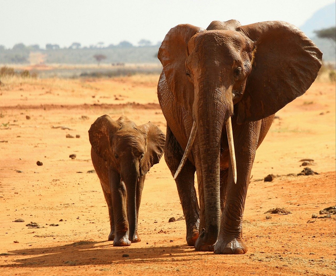 elephant africa national park free photo