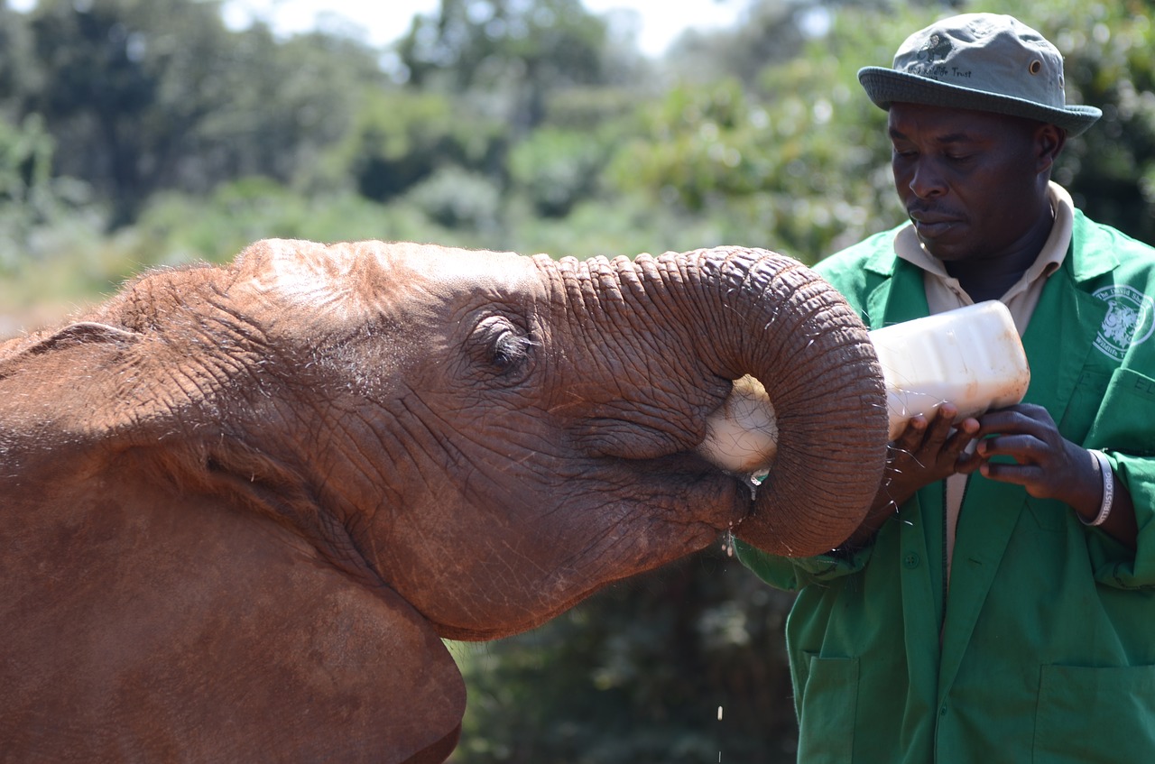 elephant feeding feed free photo