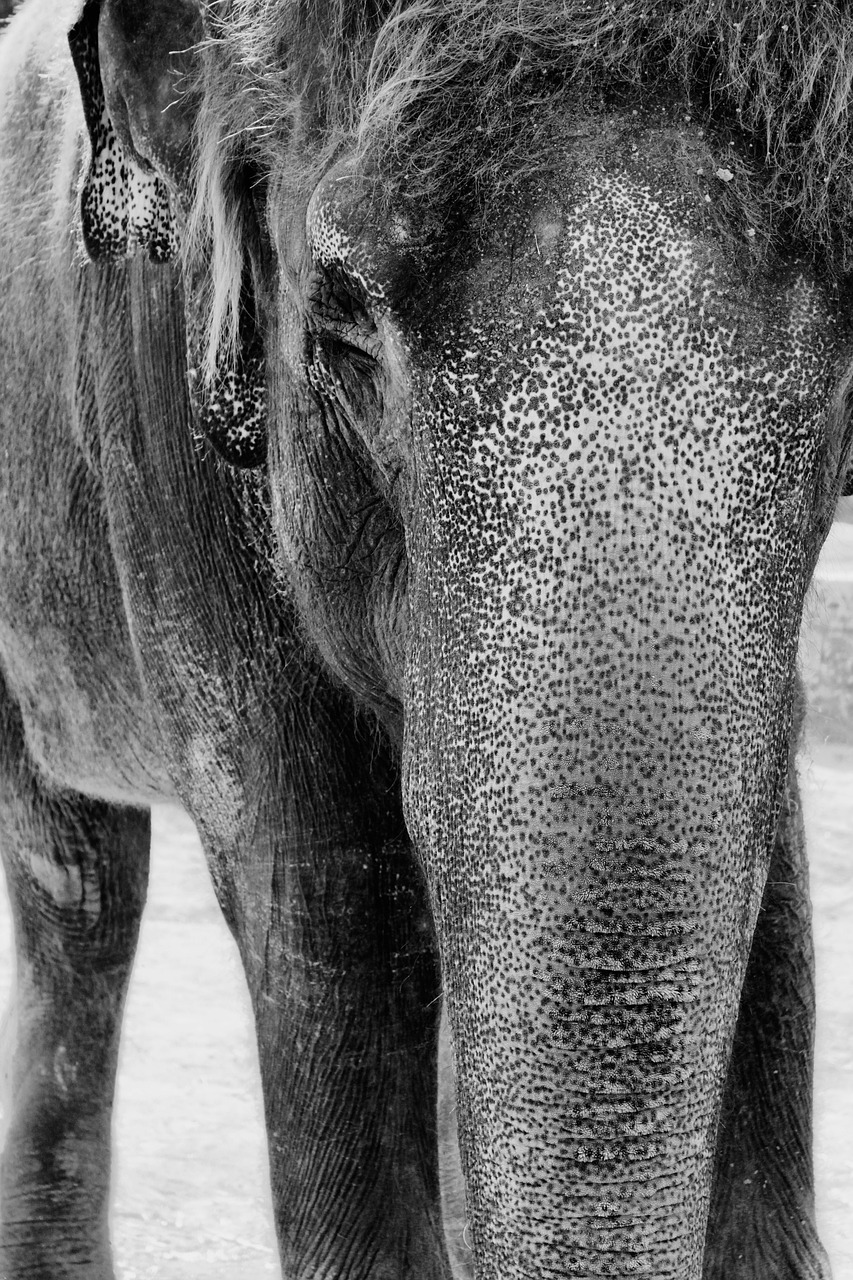elephant black and white white free photo