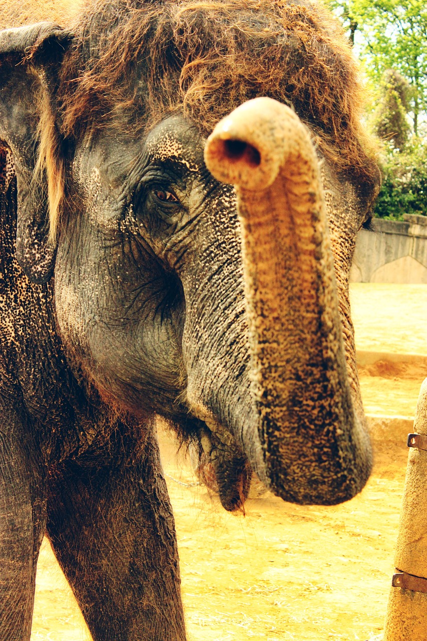 elephant trunk indian free photo