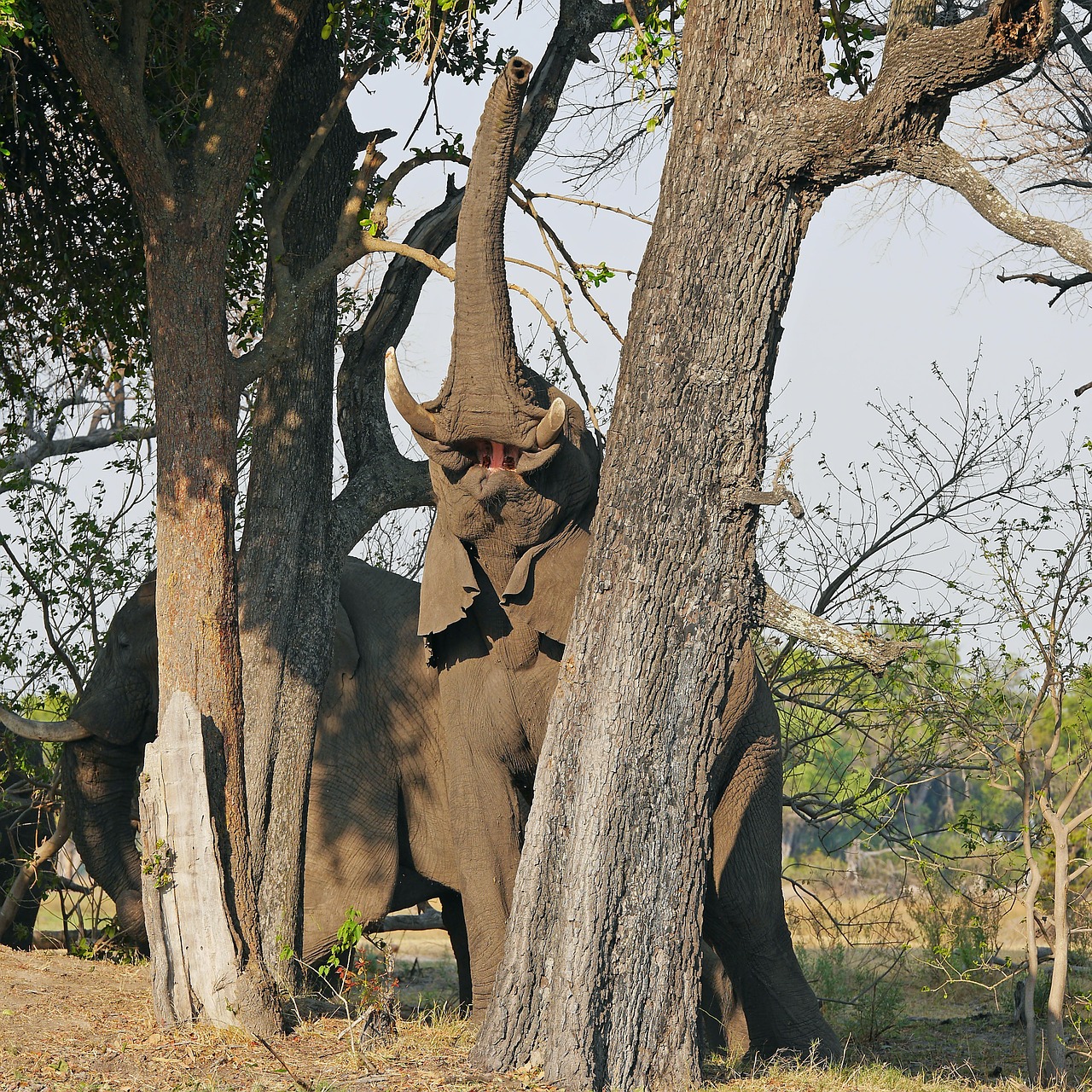 elephant okavanga delta safari free photo