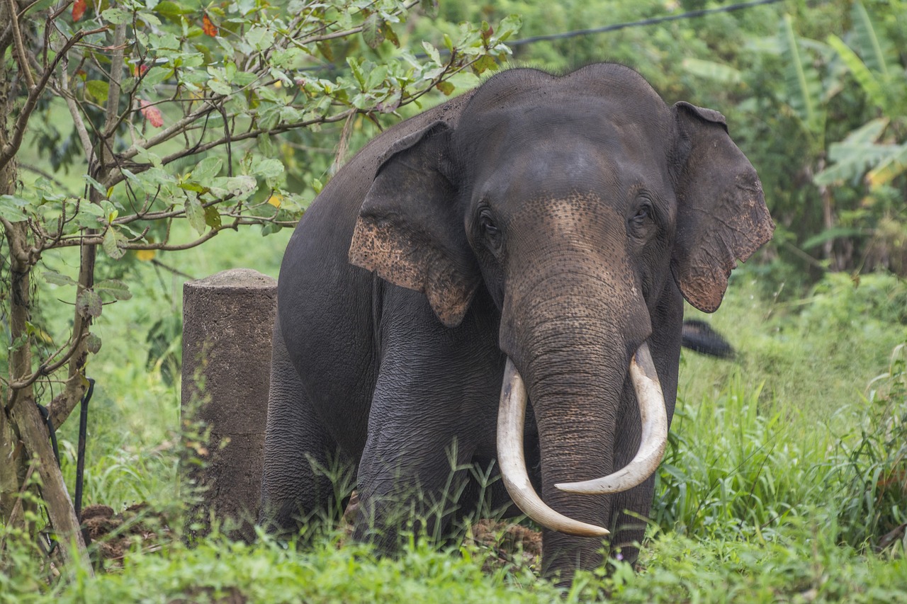 elephant sri lanka proboscis free photo