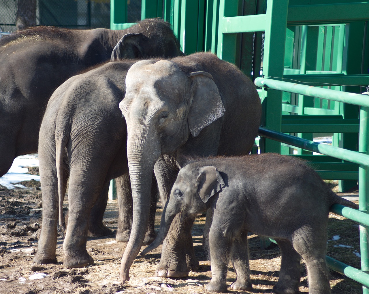 elephant baby zoo free photo