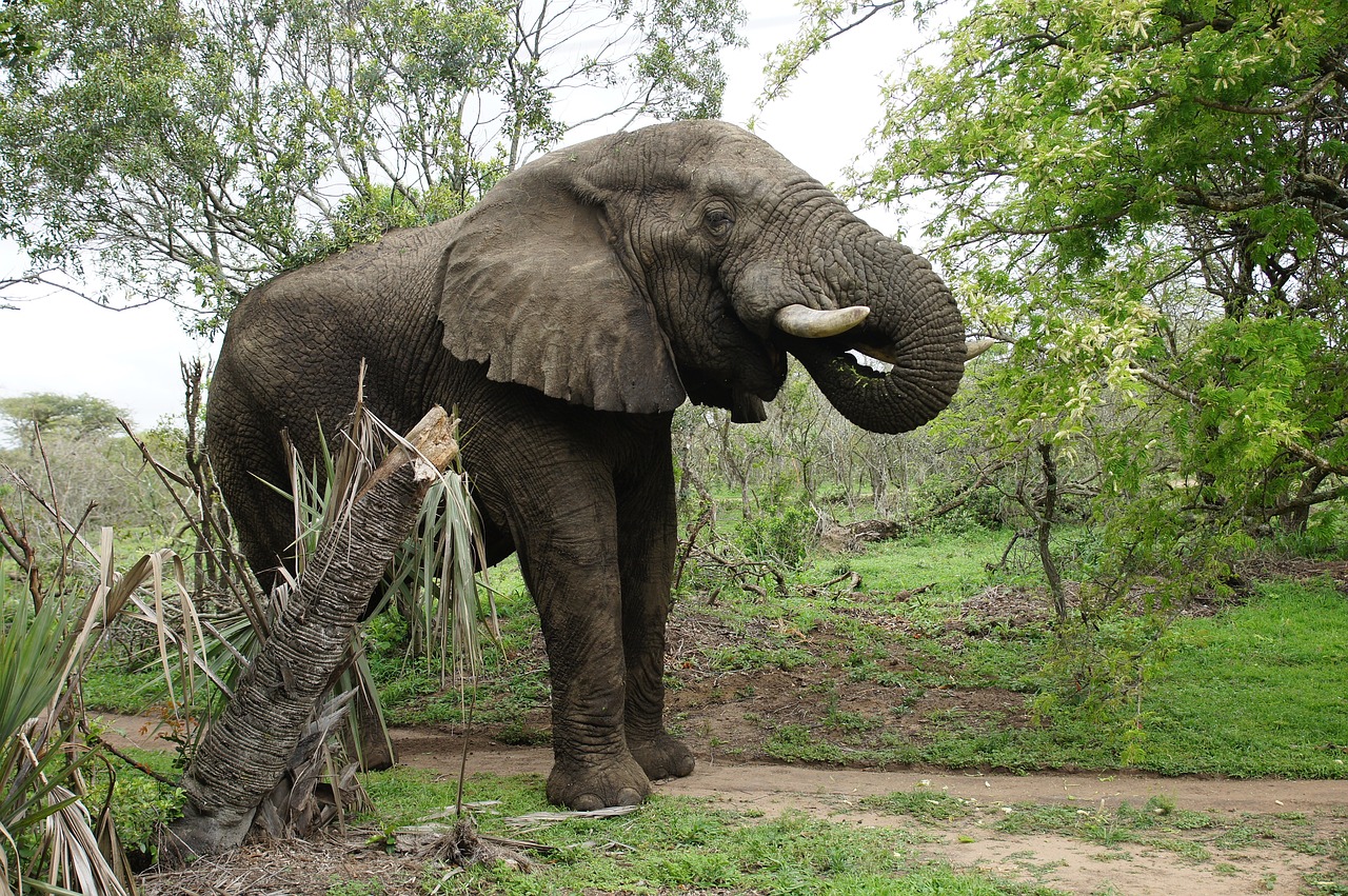 elephant game reserve free photo
