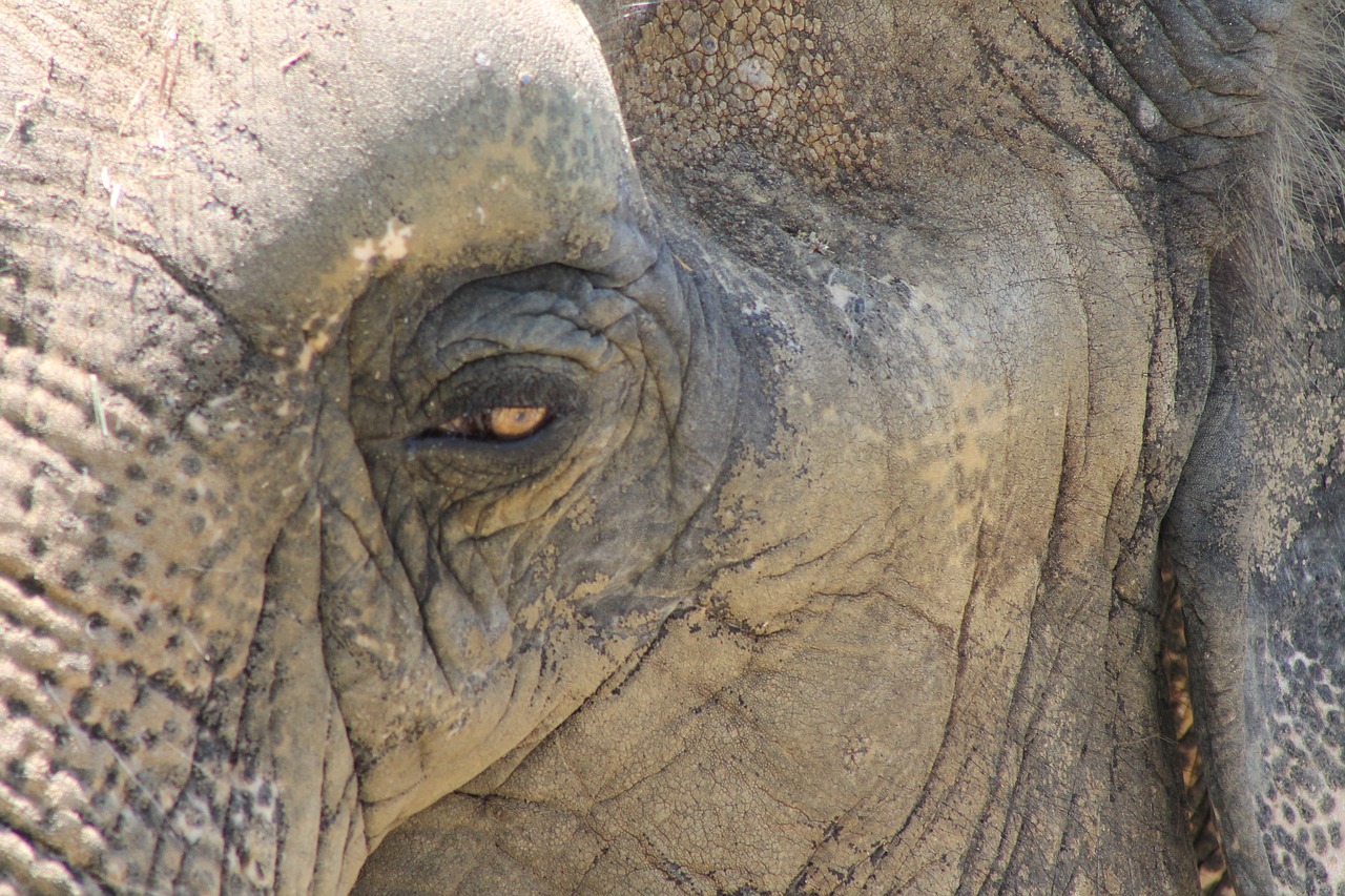 elephant eye mammal free photo