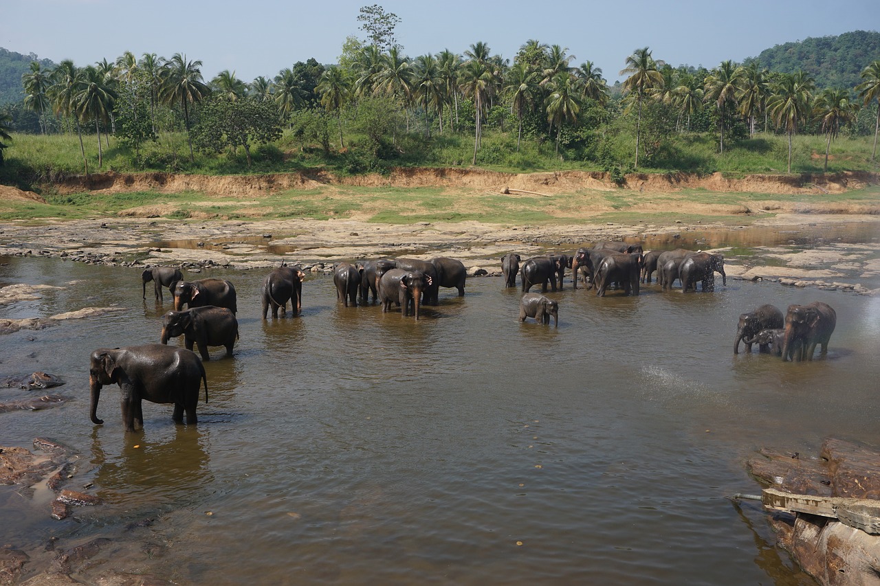elephant bath river free photo