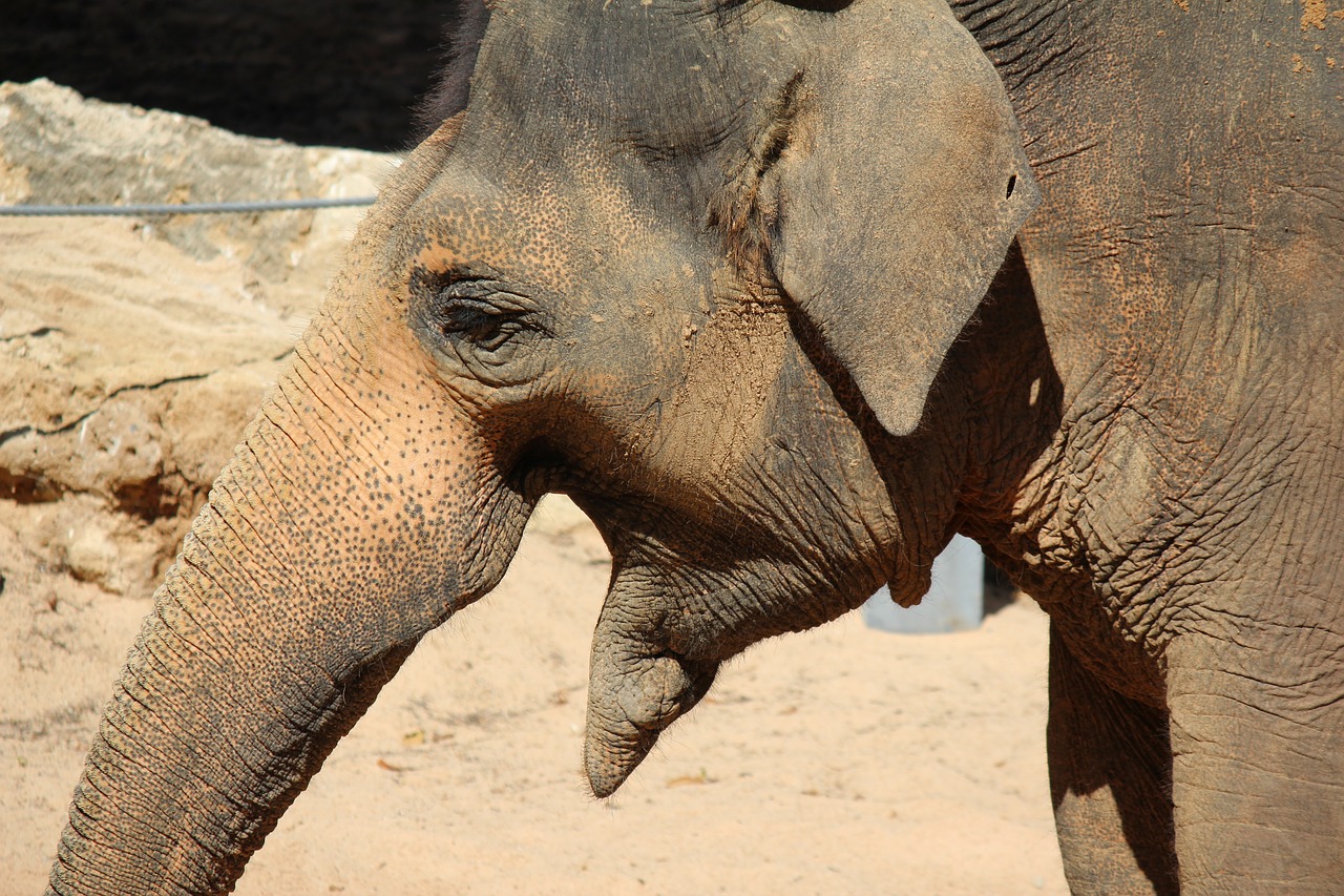 elephant animal africa free photo