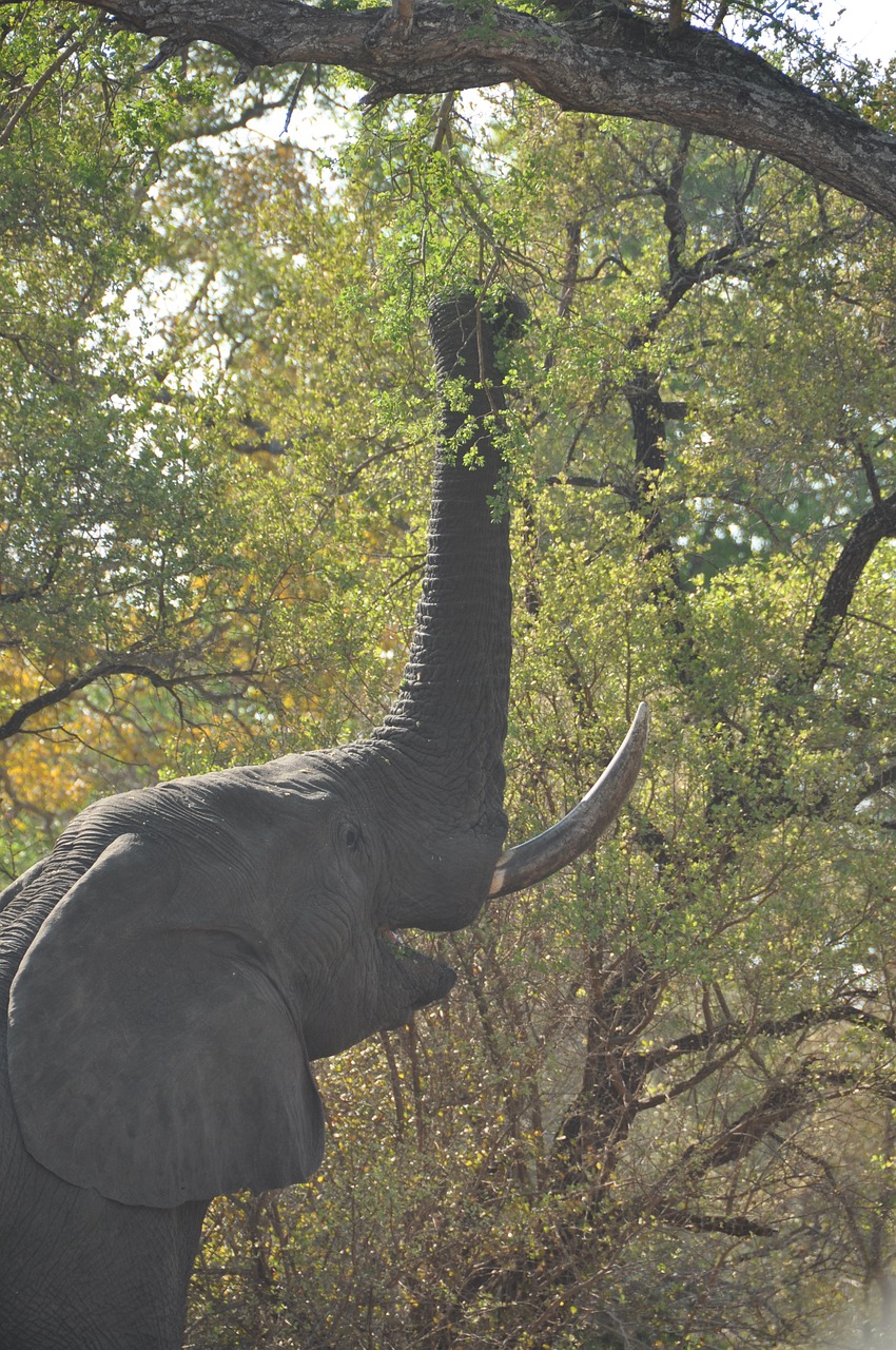 elephant africa eating free photo