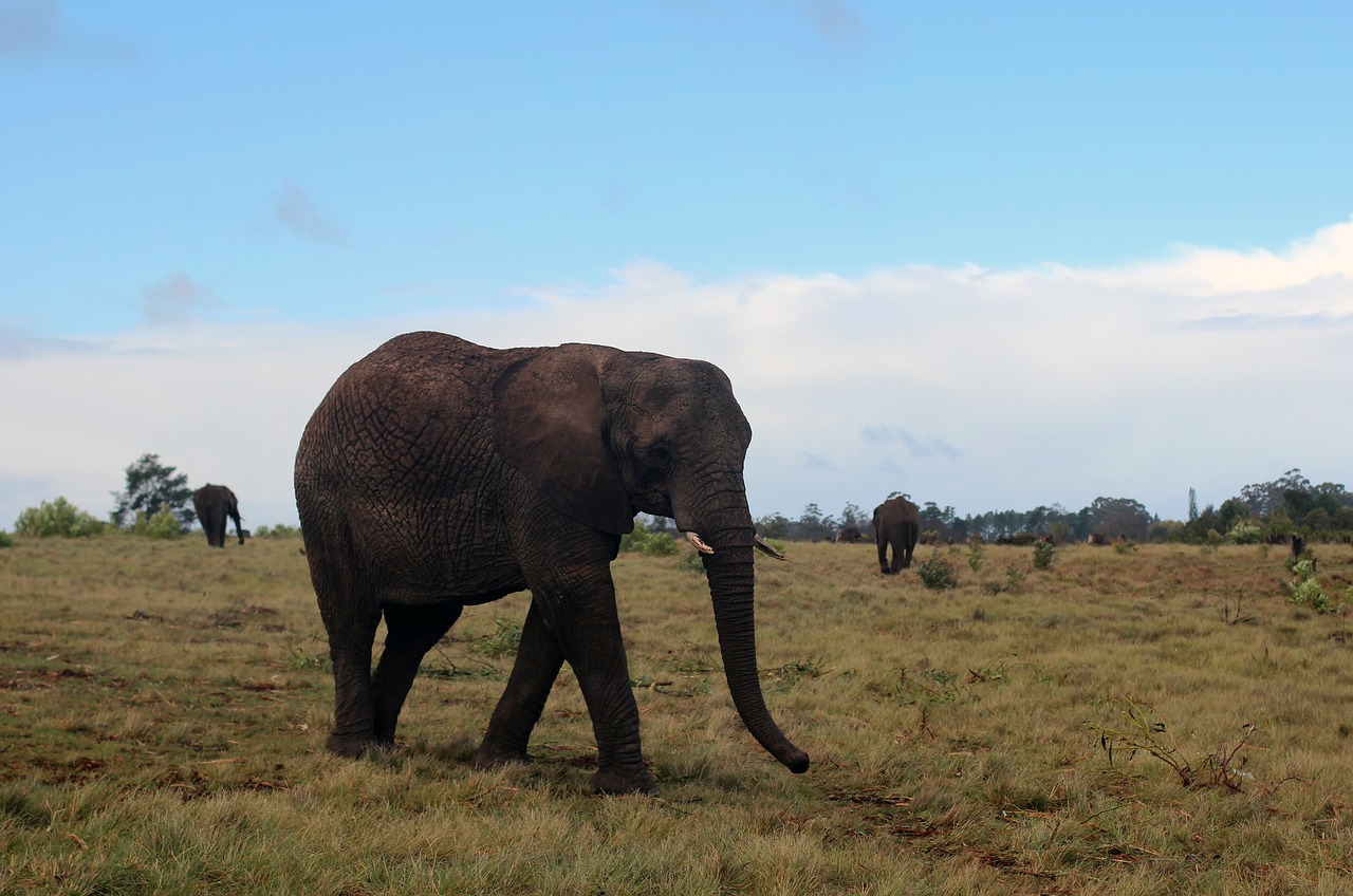 elephant pachyderm africa free photo