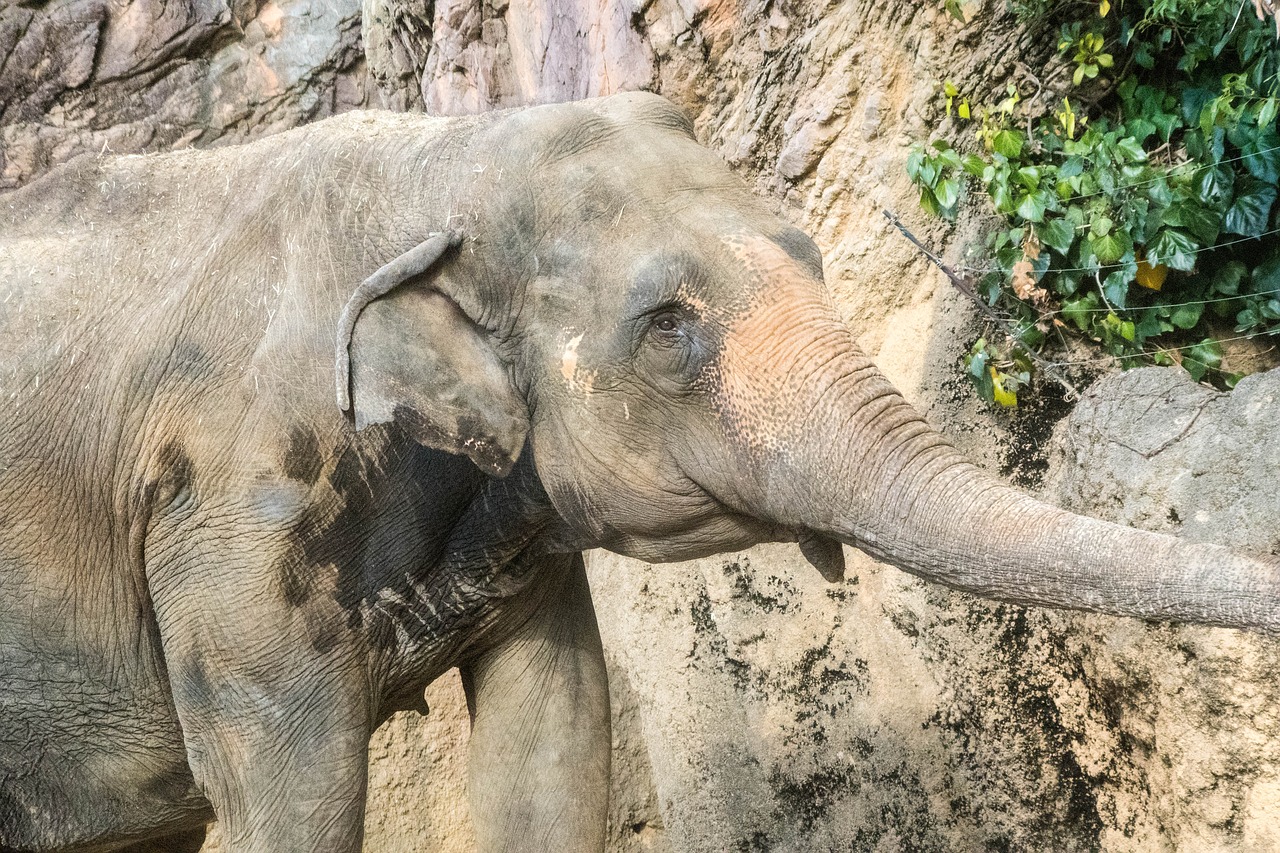 elephant animal zoo free photo