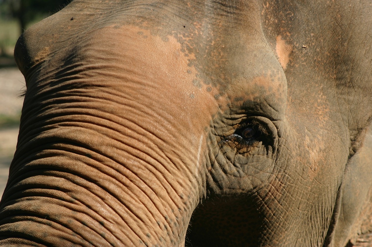 elephant eye animal free photo