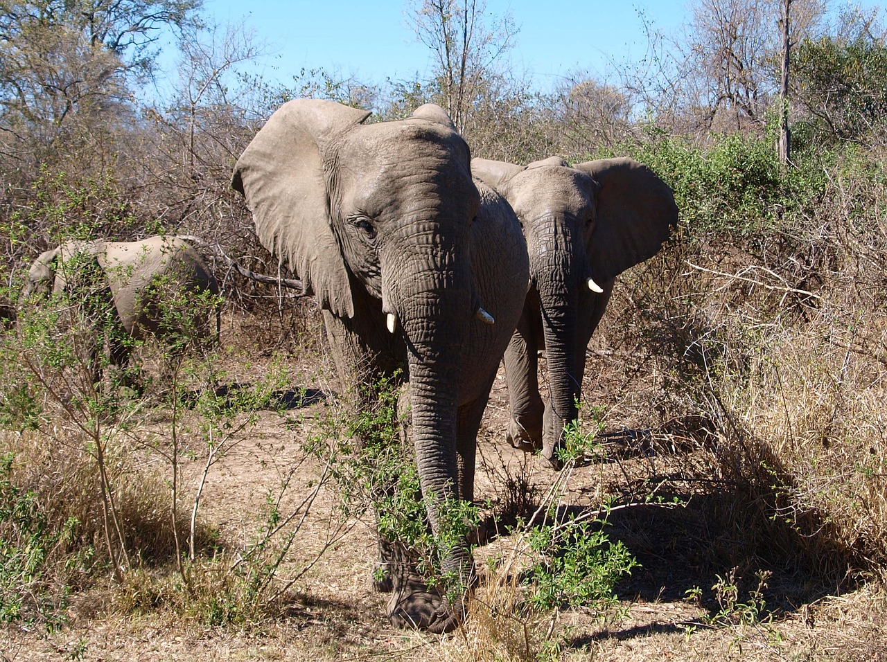 elephant africa wild animal free photo