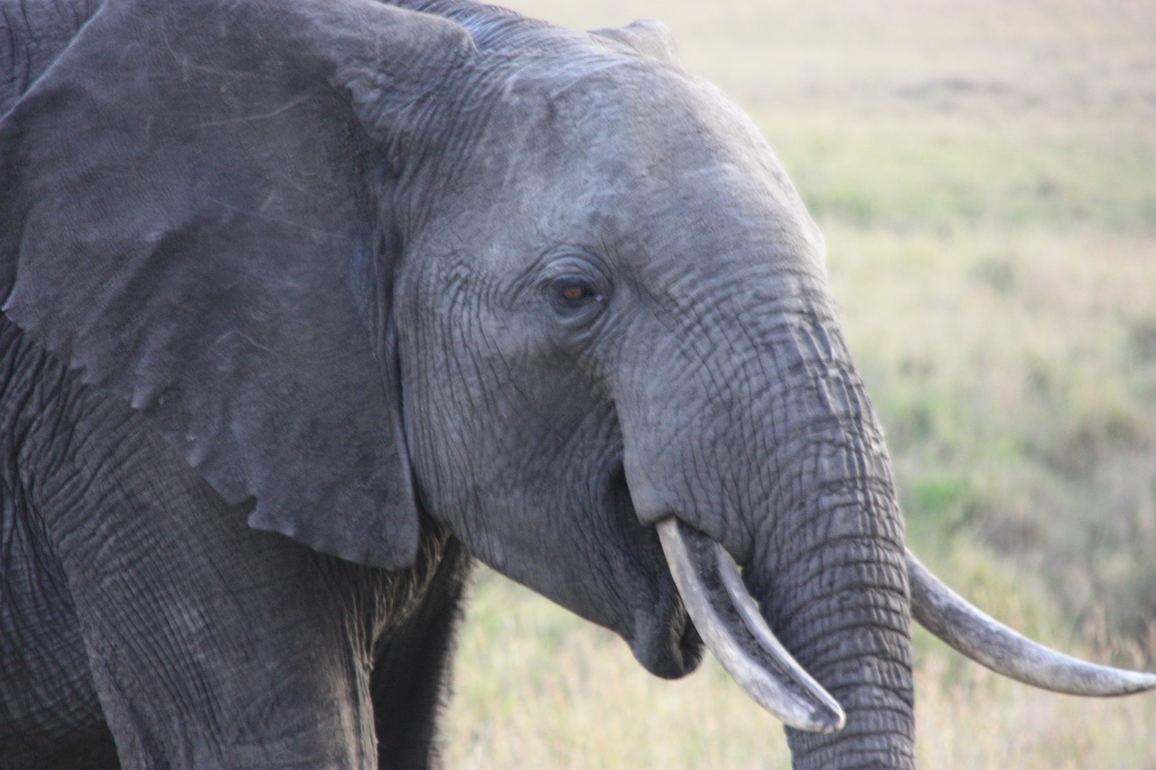 elephant animal africa free photo