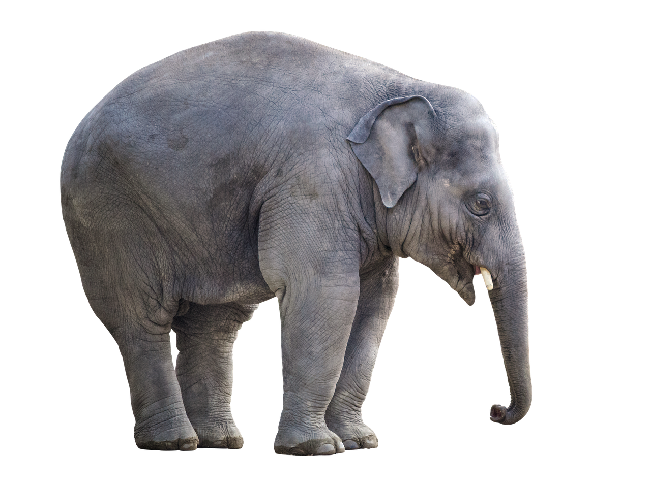 elephant white background isolated free photo