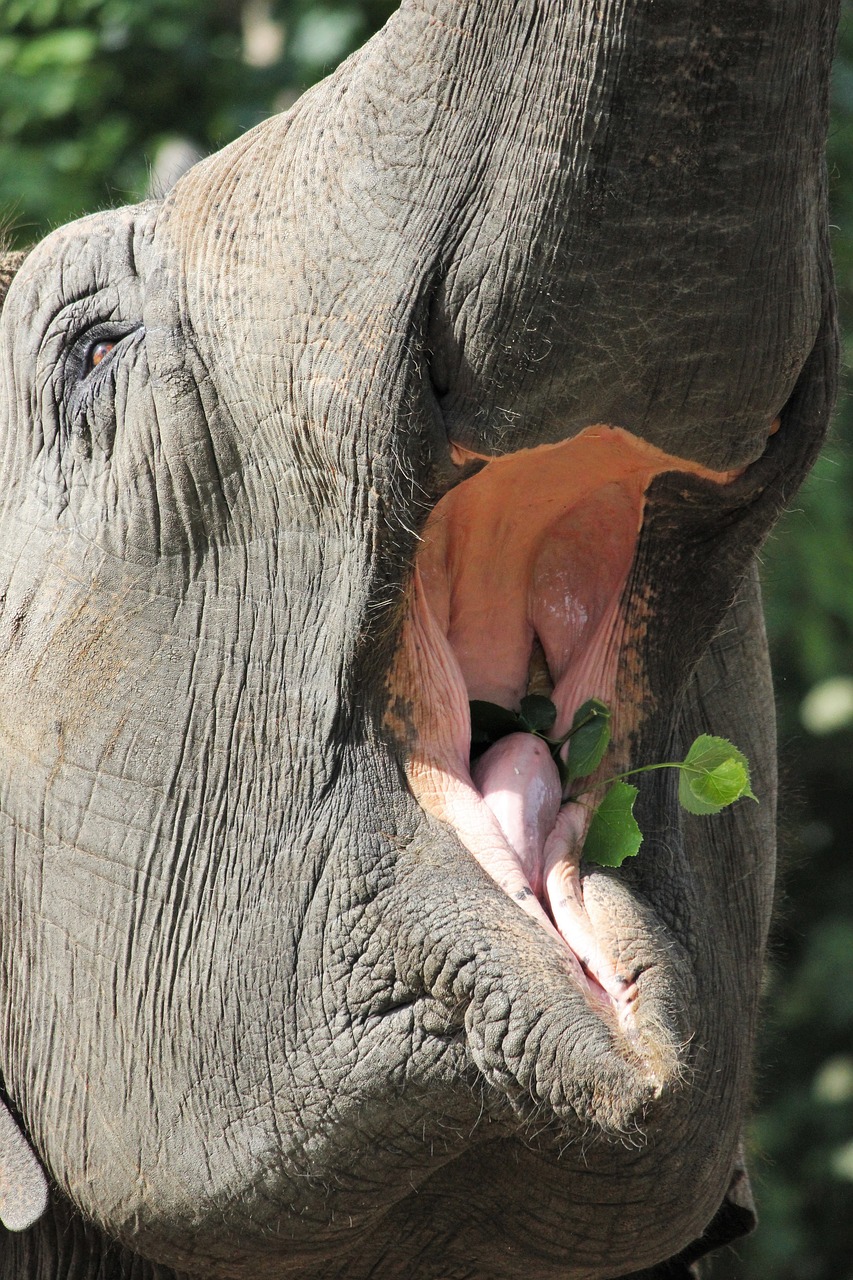 elephant eat zoo free photo