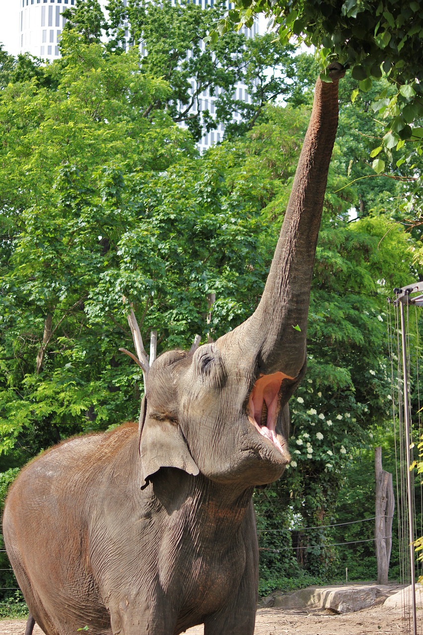 elephant eat zoo free photo