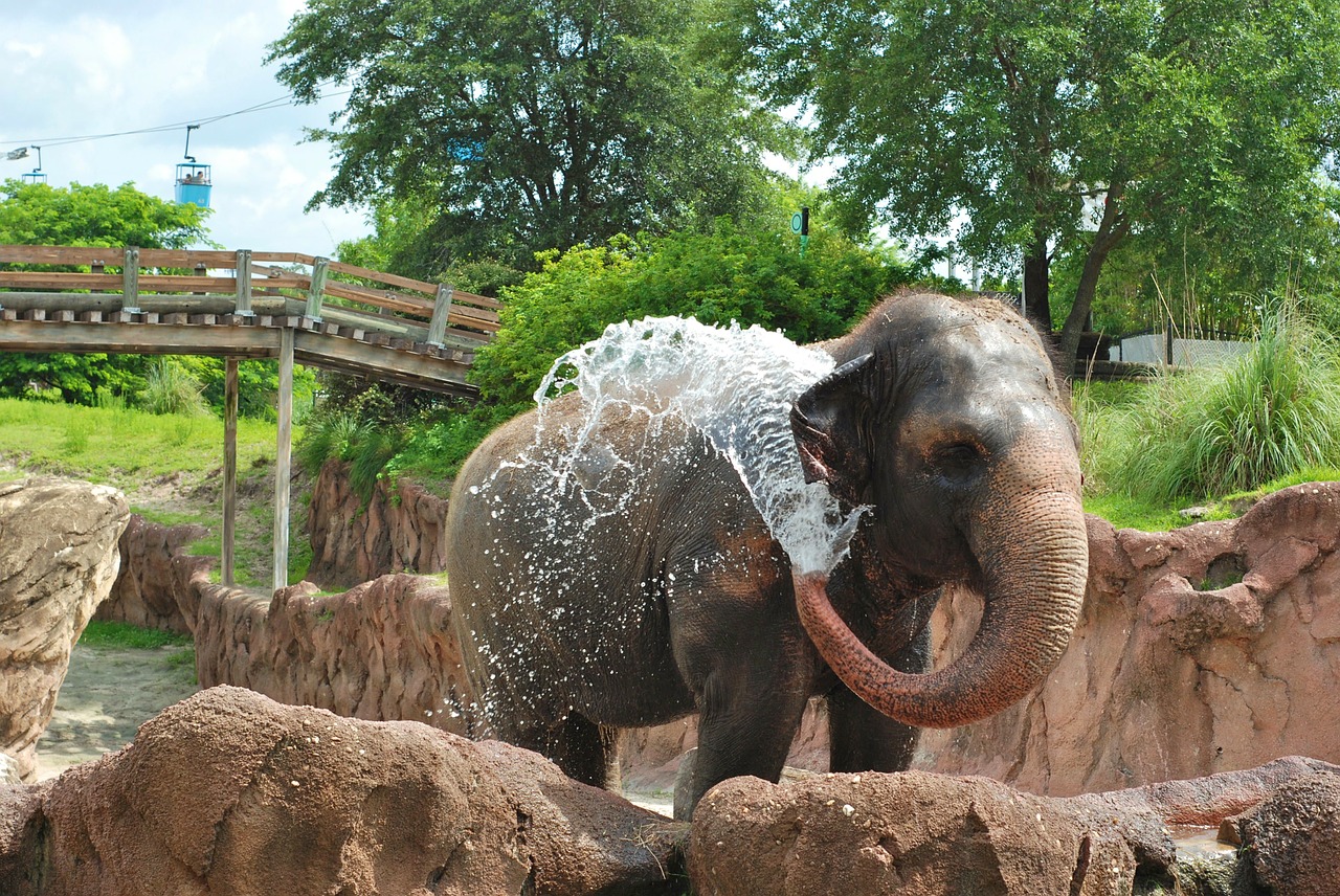 elephant animal mammal free photo