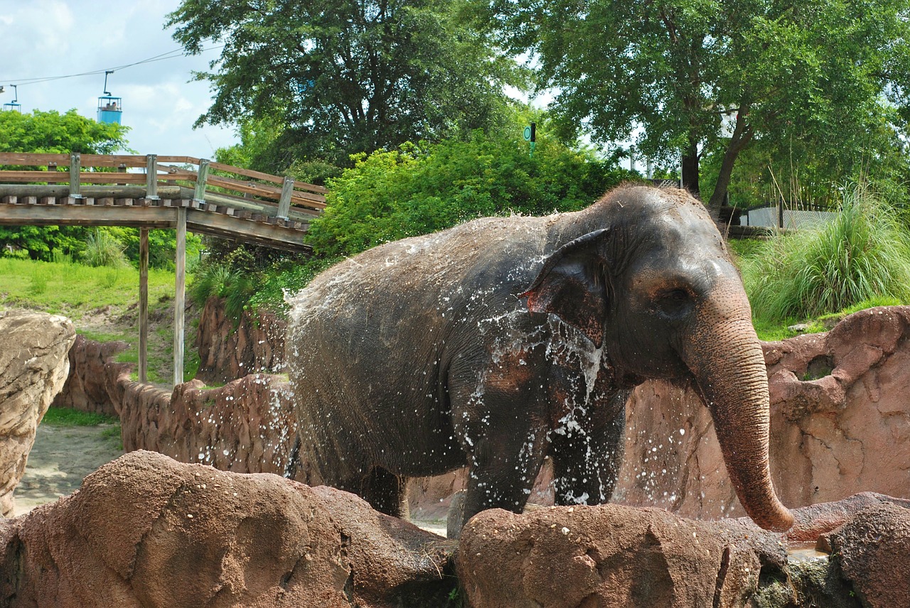 Elephant,trunk,baby,animal,wildlife - free image from needpix.com