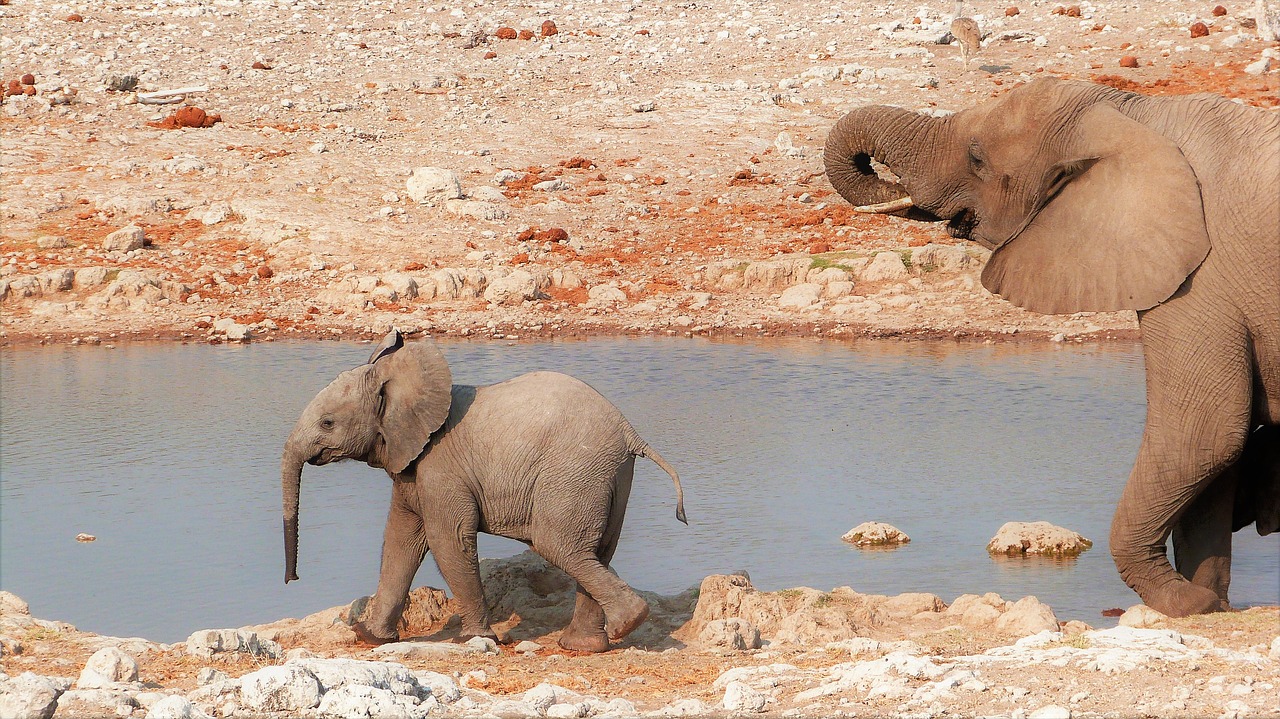 elephant baby namibia free photo