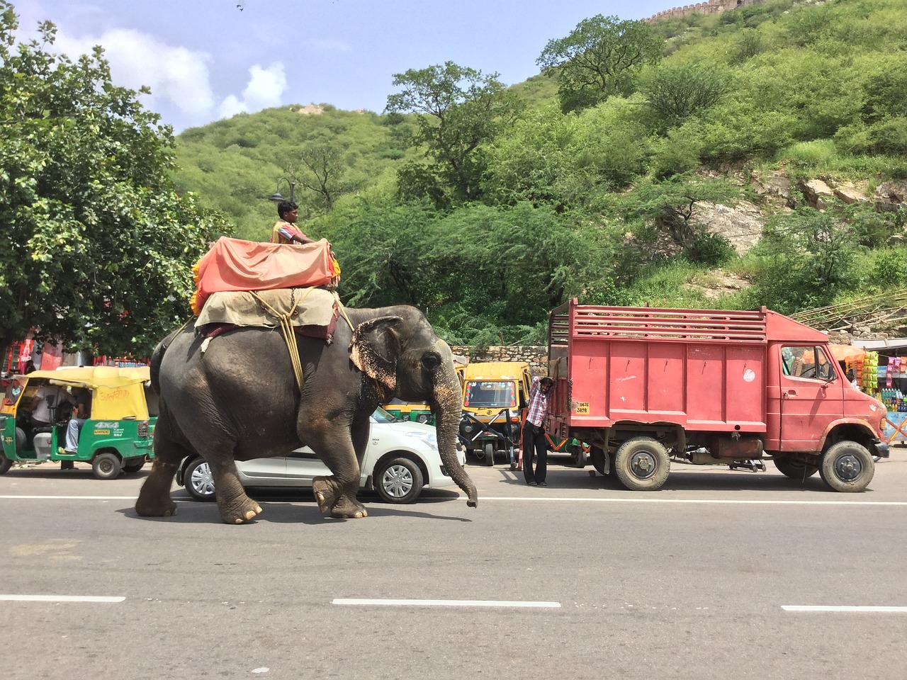 elephant riding road free photo