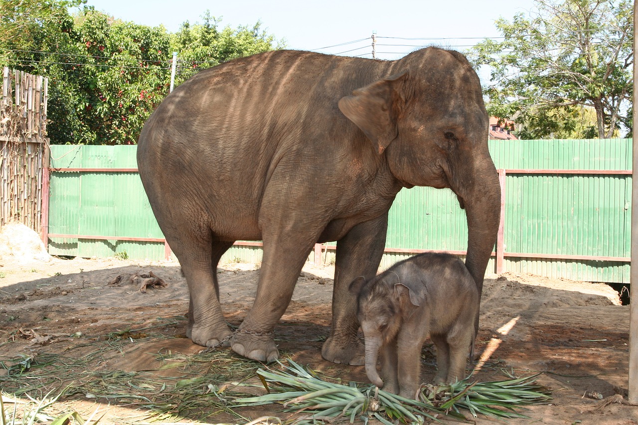 elephant cub nature free photo