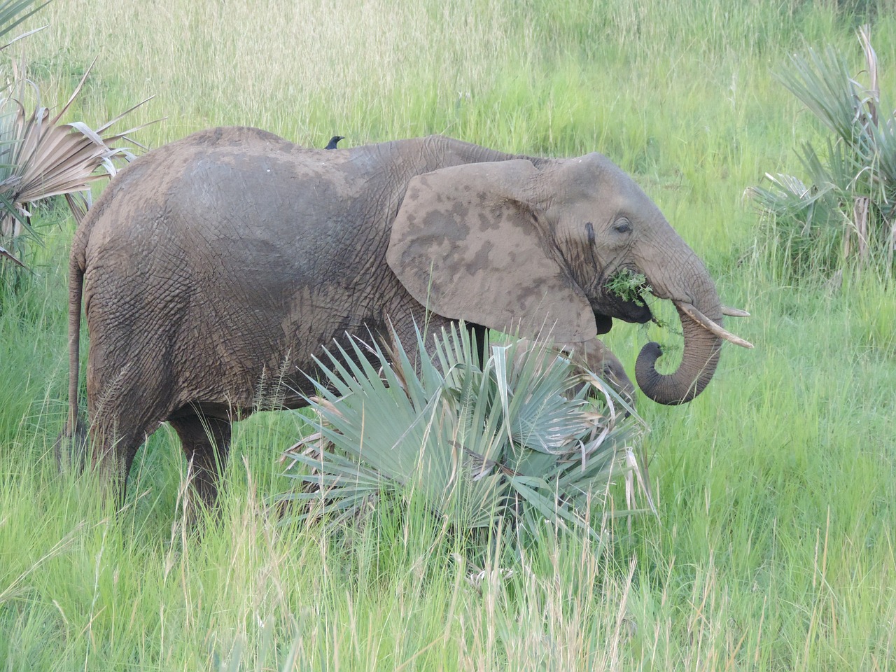 elephant africa safari free photo