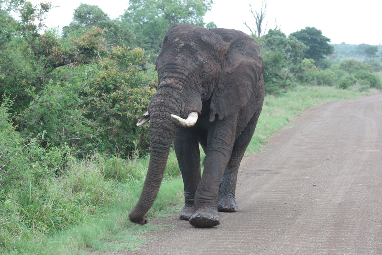 elephant safari kruger national park free photo