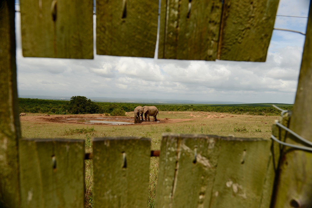 elephant hideout wildlife free photo