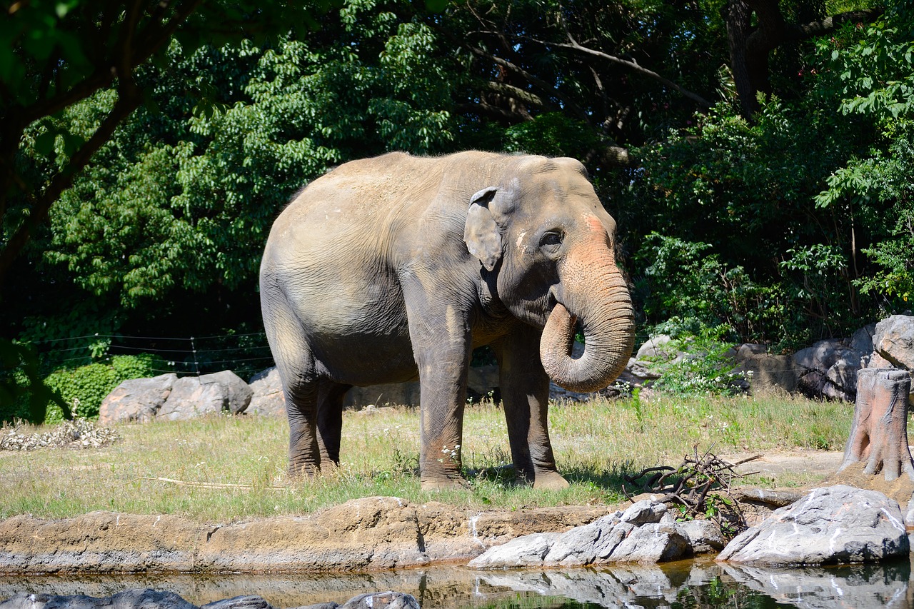 elephant wildlife zoo free photo