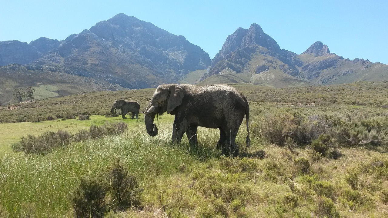 elephant south africa largest animal free photo