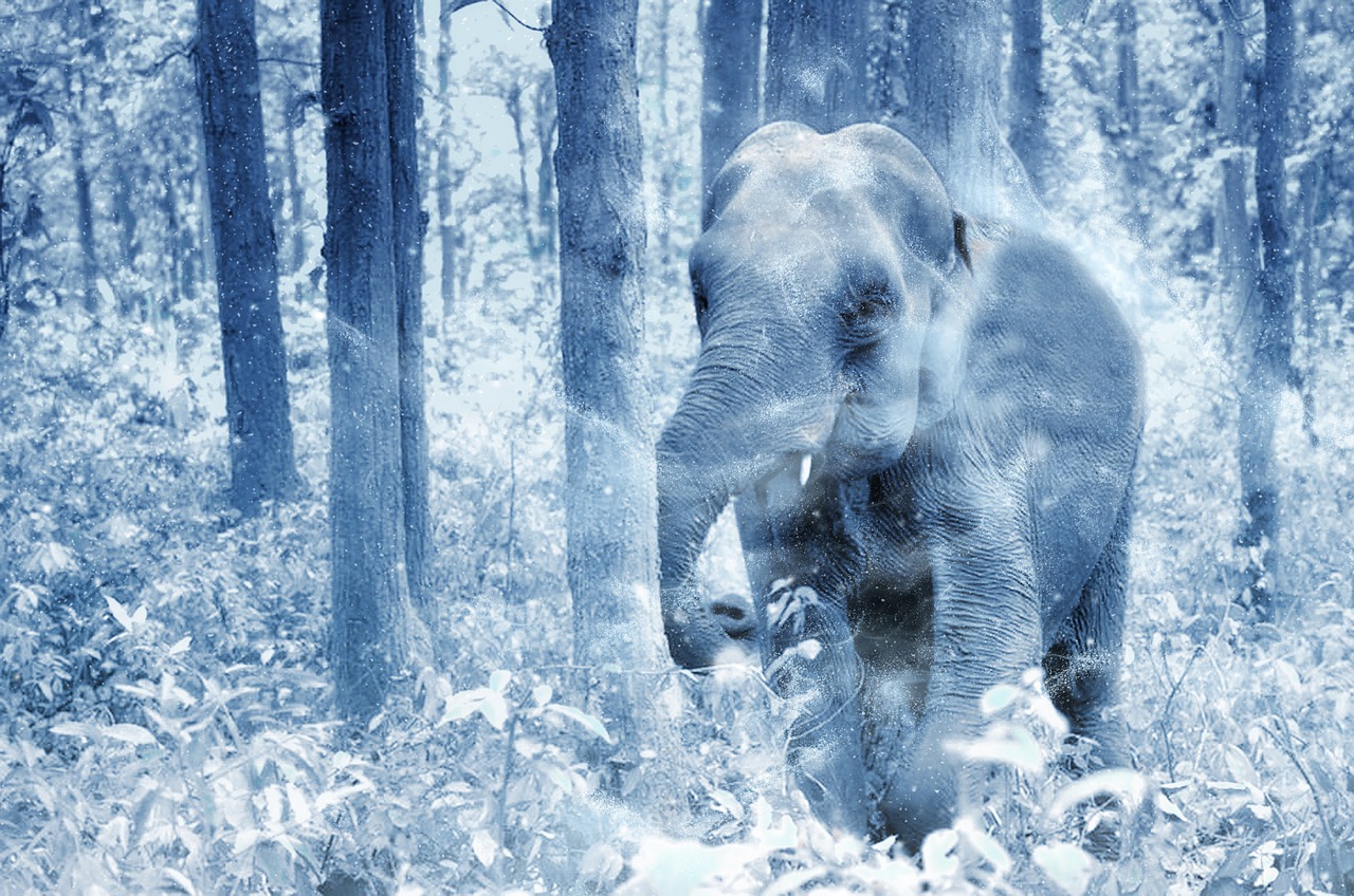 elephant snow art free photo