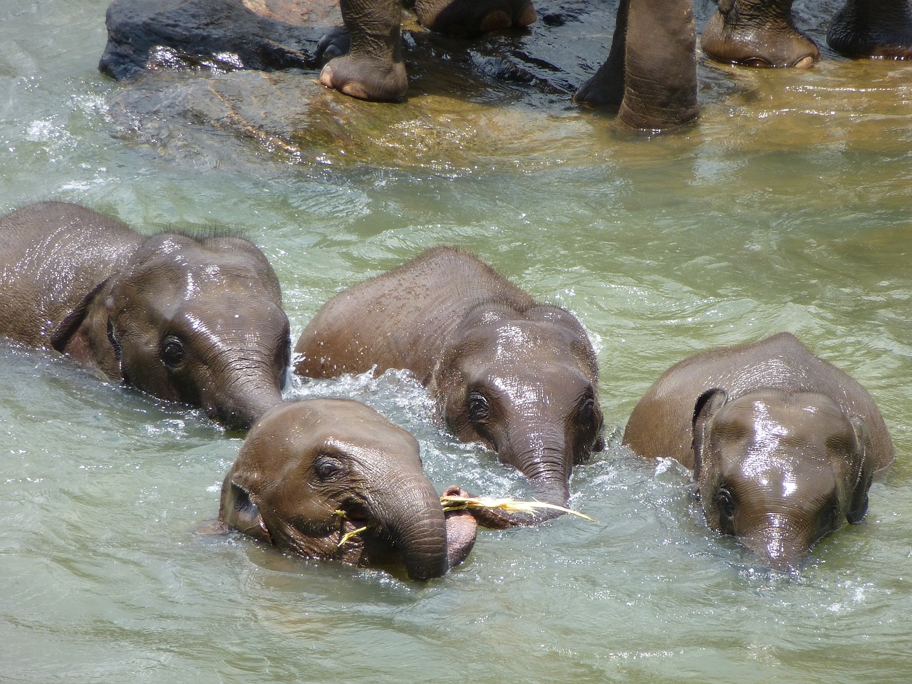 elephant young elephants sri lanka free photo