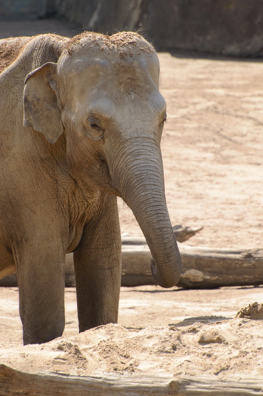 elephant zoo safari free photo