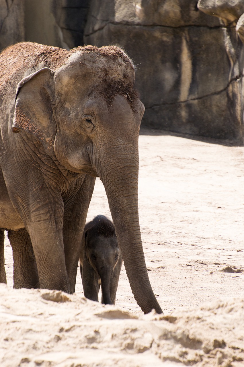 elephant baby elephant baby free photo